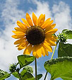 [Helios Reborn] - sunflowers, denver botanical garden